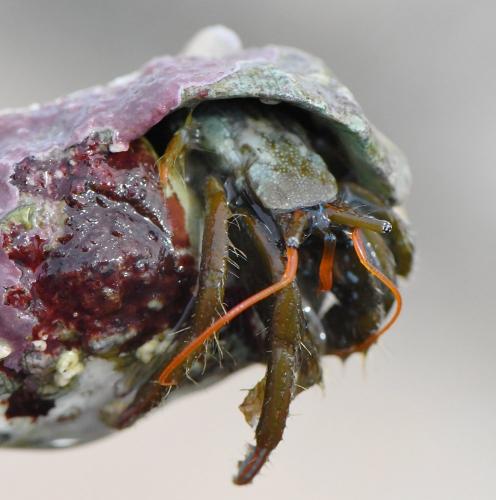 Clibanarius erythropus